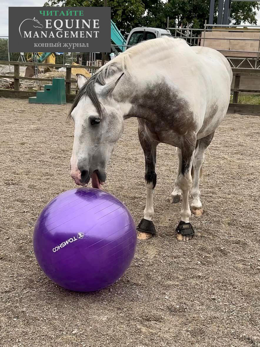 equinemanage's tweet photo. абавно, что людей не смущает тот факт, что их взрослой собаке нужны игрушки, а вот идея, что их взрослой лошади они тоже нужны их возмущает. Игрушки скрасят лошади не только вынужденный отдых в деннике, но и прогулки в леваде https://t.co/cbMeCrVG06 https://t.co/fAePkhvZuh