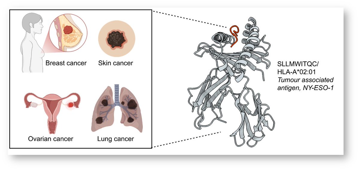 TimothyPJenkins's tweet image. 🔑 Key Scientific Highlights:

Rapid Binder Design: Using #RFdiffusion &amp;amp; #ProteinMPNN, we rapidly designed minibinders targeting NY-ESO-1 with high specificity. #AI #CancerResearch