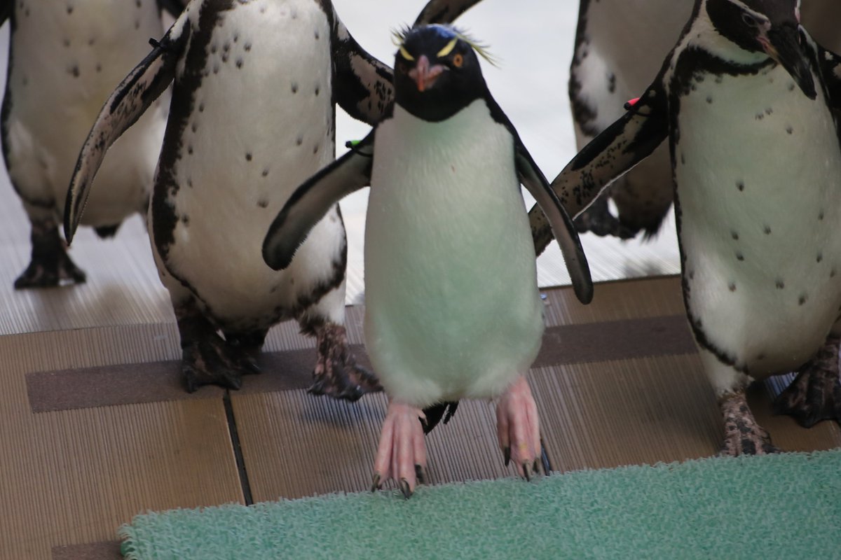 ペンギン　まとめ2点 hqdefault.jpg