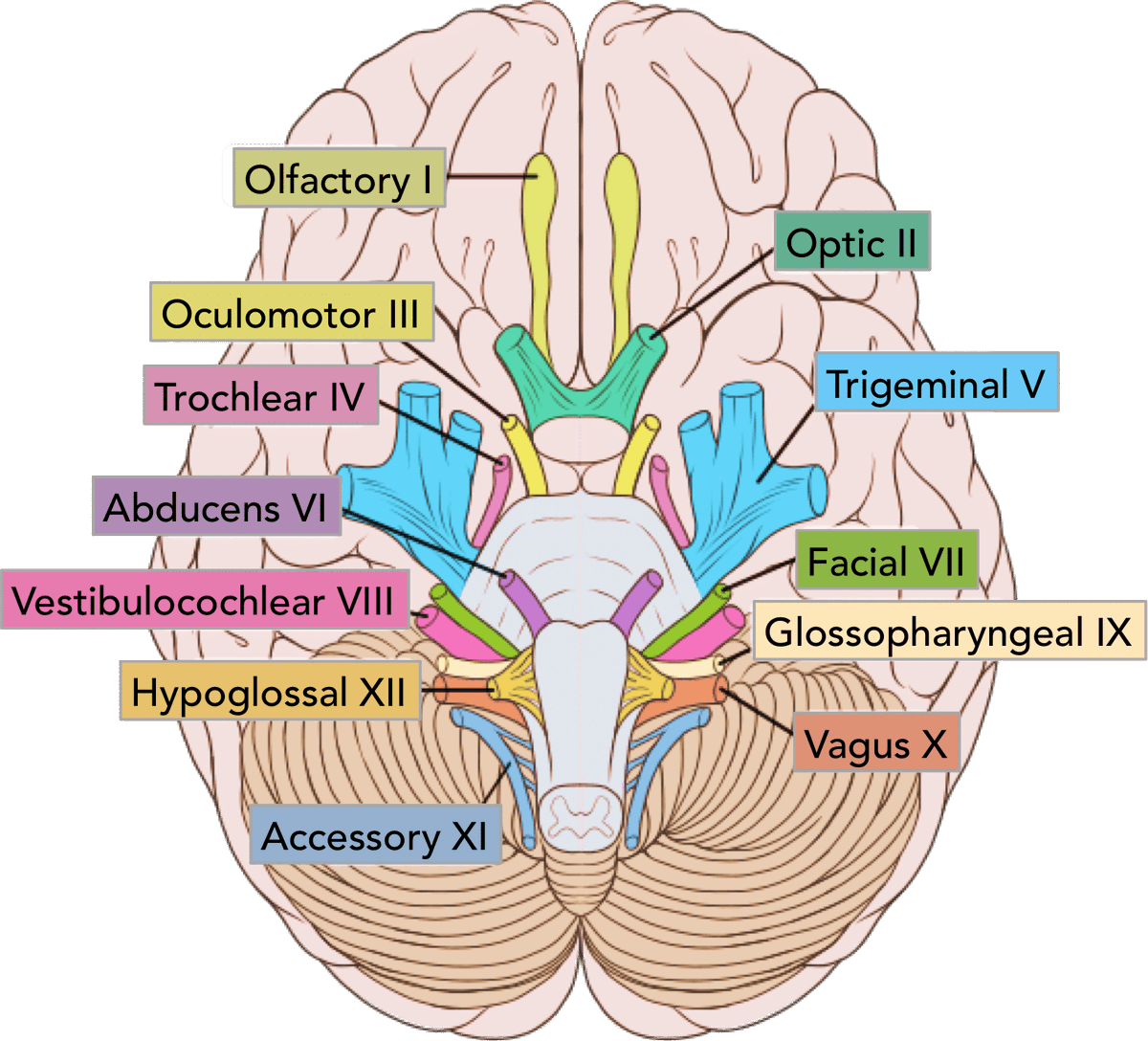 SLCBrainBee's tweet photo. A great way to remember the location of the 12 cranial nerves is to split them into groups of 4: 

CN 1-4 are above the pons
CN 5-8 are in the pons
CN 9-12 are in the medulla

#brainbee #neuroanatomy https://t.co/PbTXCAJyt0