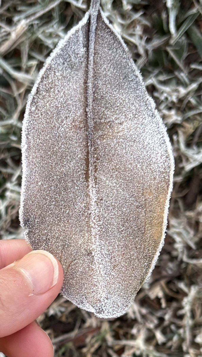 Weather1855015's tweet photo. Frost in Florida! ❄️ 

Heavy frost this morning in Jacksonville Beach, FL - Temps tonight are scheduled to drop even lower! ☃️ https://t.co/0vCQRzC0M8