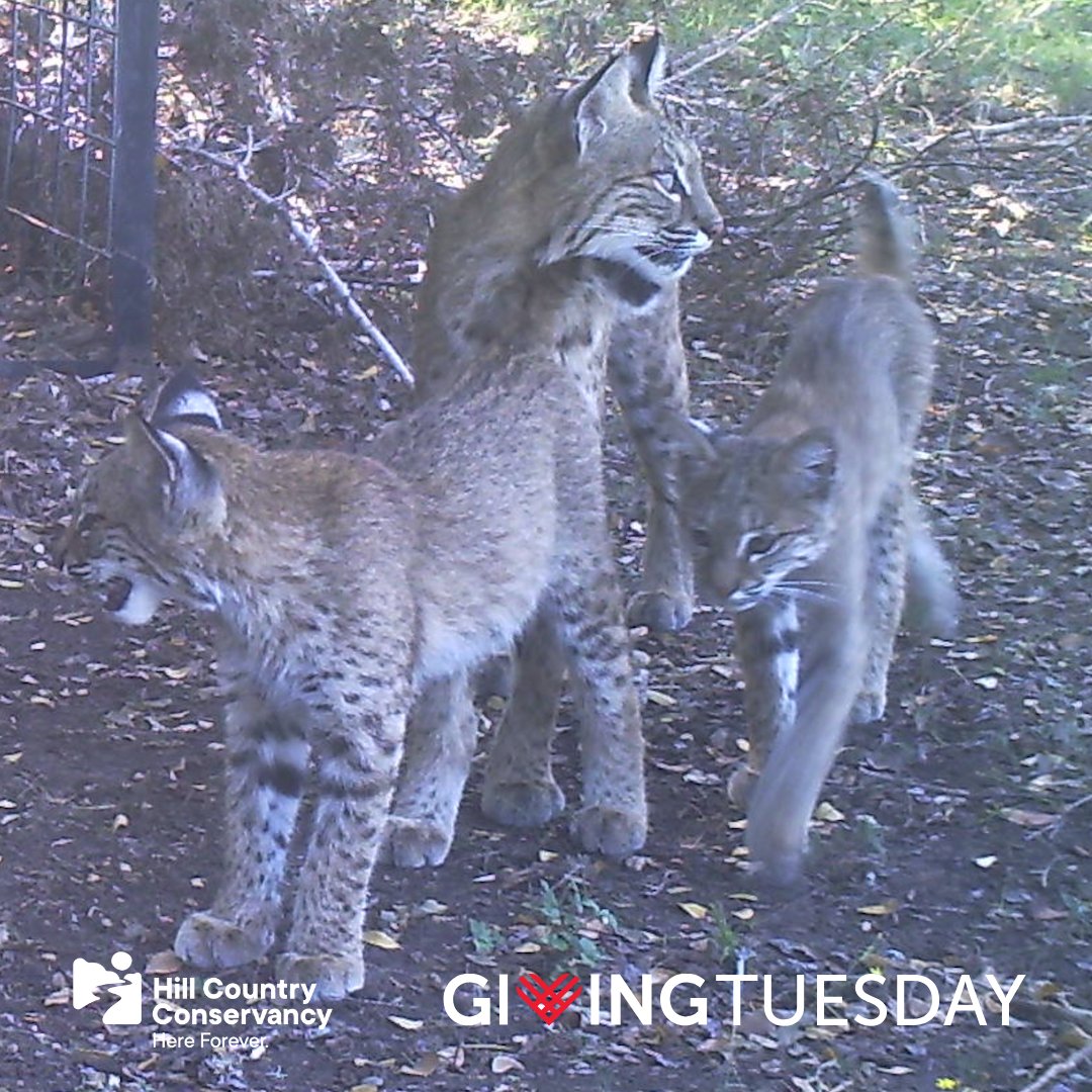Don’t leave these bobcats hanging—your gift protects their home today! 

We're halfway through Giving Tuesday! Have you made your gift to the Hill Country Conservancy yet?

Donate here: 
hillcountryconservancy.org/giving-tuesday…

#HereForever #GivingTuesday