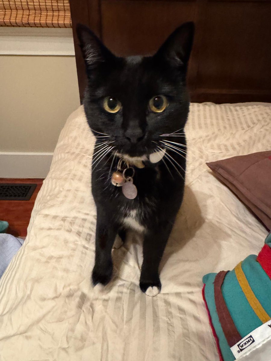 thespy_harriet's tweet photo. people are spreading many cruel rumors about me like “you are a tiny plushie animal i won at the fair” and “you are clearly stuffed with cotton” and “your leg have a tag that says COLD WASH ONLY”. untrue. i am warm wash also https://t.co/oxeG55Gu3i