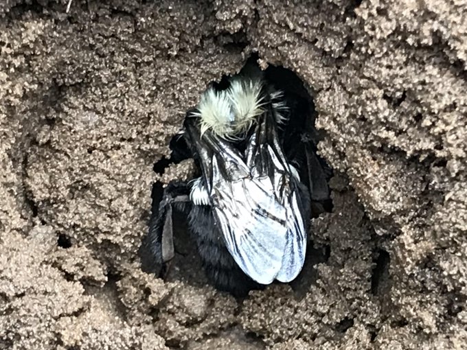 Nigel Raine (@nigeleraine) on Twitter photo Hear more about Dr. <a href="/SabRondeau/">Sabrina Rondeau, PhD</a>'s important new research showing that #bumblebee queens prefer pesticide-contaminated soils when choosing their underground hibernation sites in this <a href="/CBCQuirks/">Quirks & Quarks</a> interview:
cbc.ca/radio/quirks/n… #Pollinators Hear more about Dr. <a href="/SabRondeau/">Sabrina Rondeau, PhD</a>'s important new research showing that #bumblebee queens prefer pesticide-contaminated soils when choosing their underground hibernation sites in this <a href="/CBCQuirks/">Quirks & Quarks</a> interview:
cbc.ca/radio/quirks/n… #Pollinators