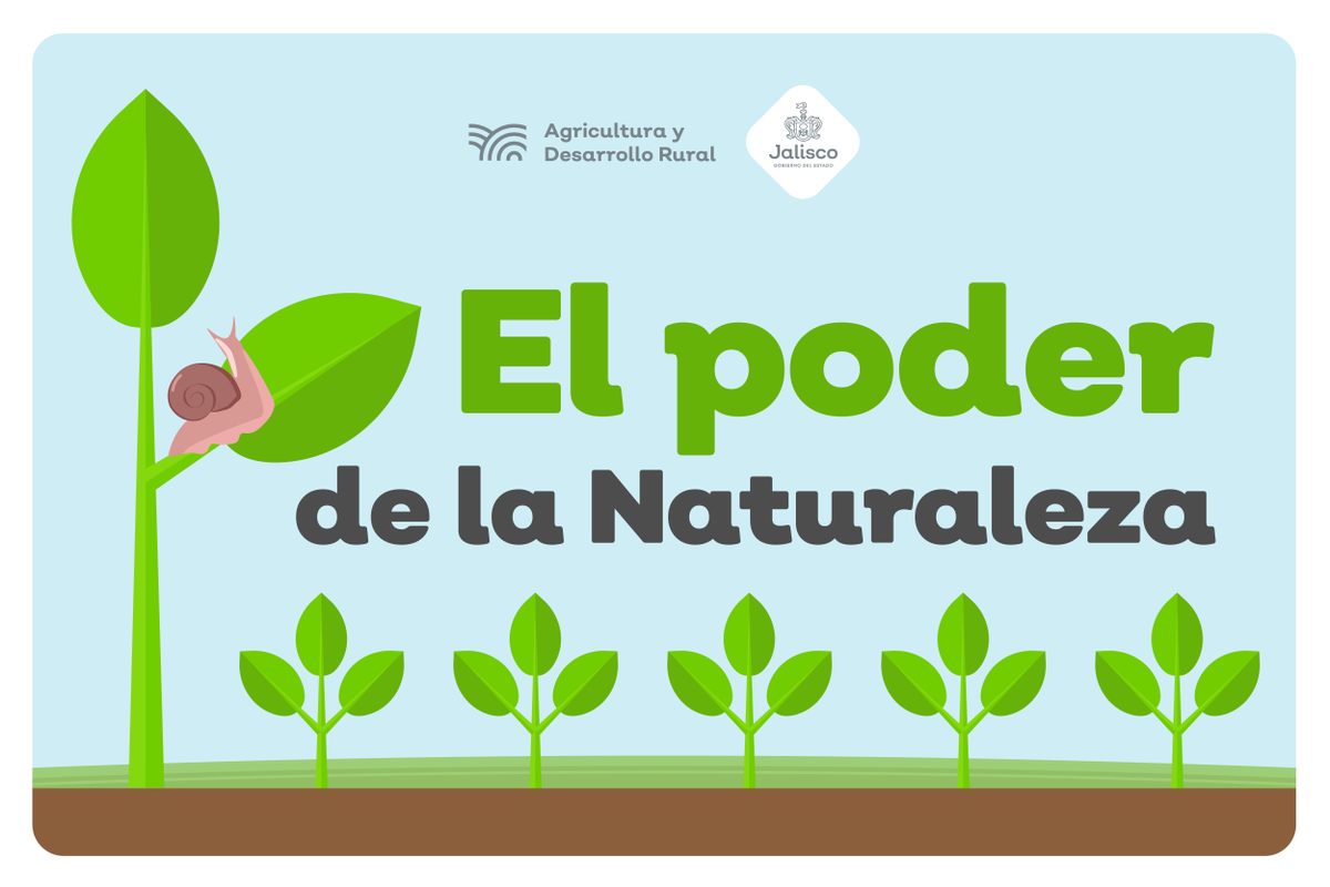 Sader Jalisco tweet media