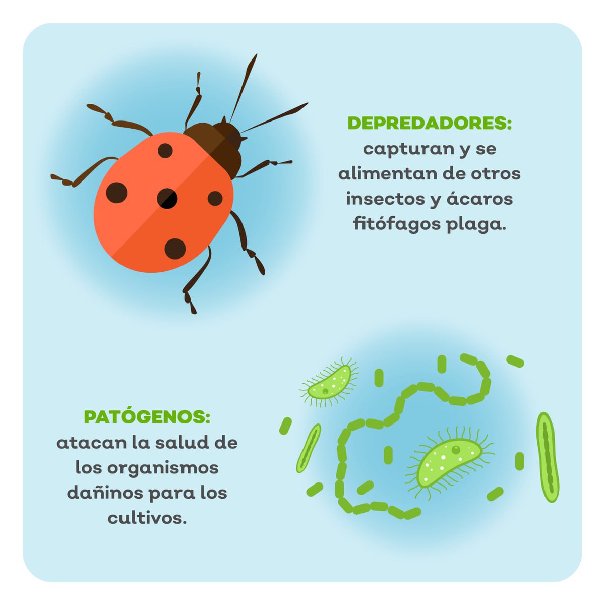 Sader Jalisco tweet media