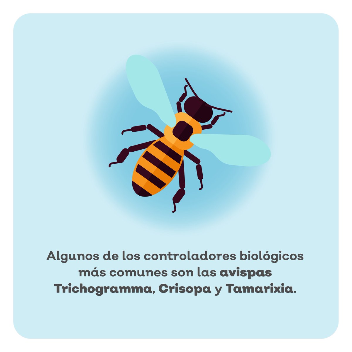 Sader Jalisco tweet media