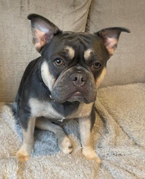 millypod1's tweet photo. ROLO HOME SAFE. THANKS FOR RT's😊🐕🐾
🆘25 NOV 2024 #Lost ROLO #ScanMe #Tagged
Lilac And Tan French Bulldog Male
Marlow Common Woods/ nr #Medmenham #Marlow #Buckinghamshire #Bucks #SL7
https://t.co/16275QZEM2
https://t.co/c09NAZzvTH https://t.co/5YZX6RZ67s