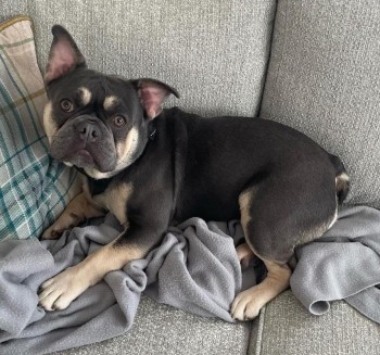 millypod1's tweet photo. ROLO HOME SAFE. THANKS FOR RT's😊🐕🐾
🆘25 NOV 2024 #Lost ROLO #ScanMe #Tagged
Lilac And Tan French Bulldog Male
Marlow Common Woods/ nr #Medmenham #Marlow #Buckinghamshire #Bucks #SL7
https://t.co/16275QZEM2
https://t.co/c09NAZzvTH https://t.co/5YZX6RZ67s