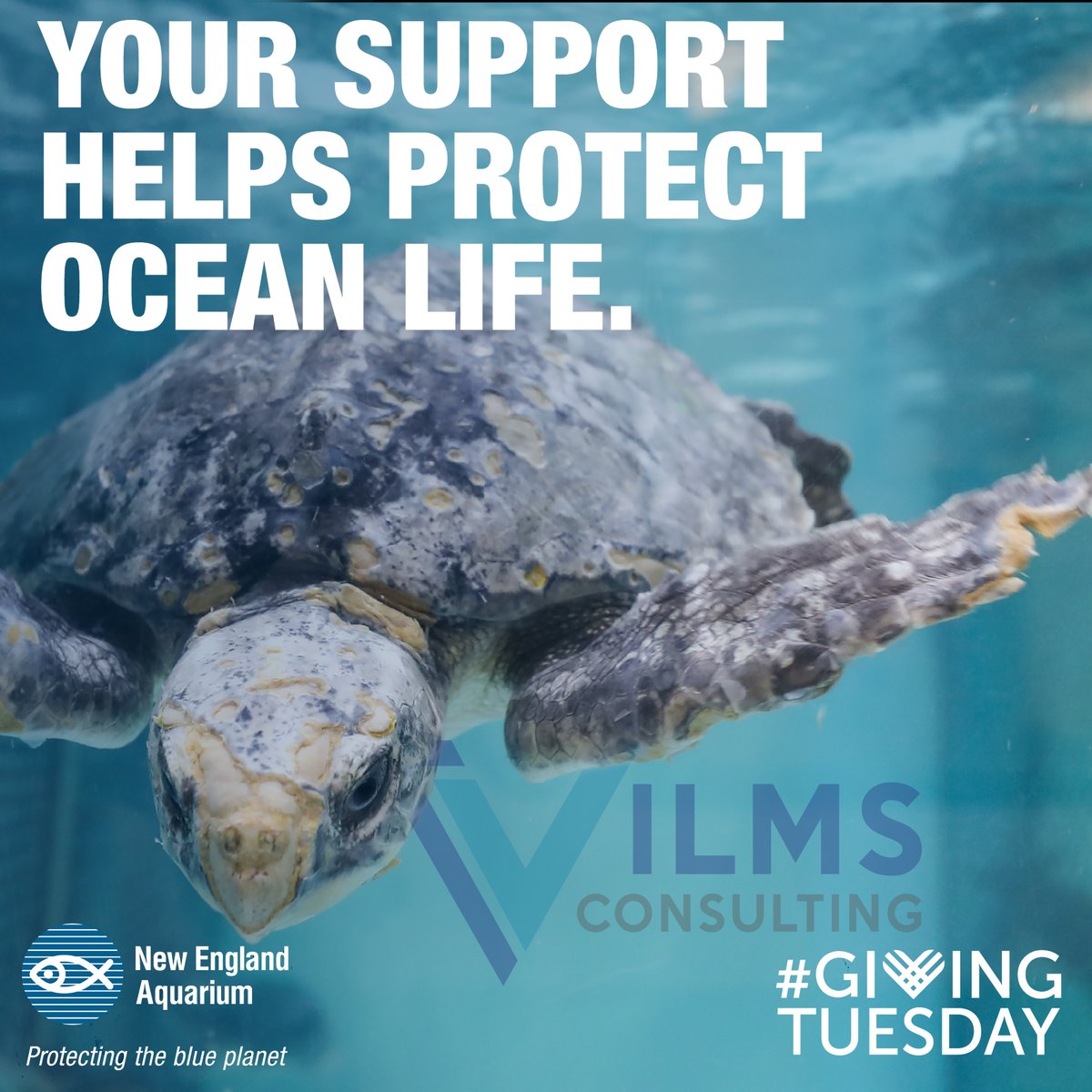 michellevilms's tweet photo. It’s #GivingTuesday! On this global day of generosity, please consider a donation to the @NEAQ  to help support sea turtles and all the animals in their care.  Donate now: https://t.co/bN85S72Tfg
#GivingTuesday  #SeaTurtleRescue https://t.co/JBez9O0Kr4