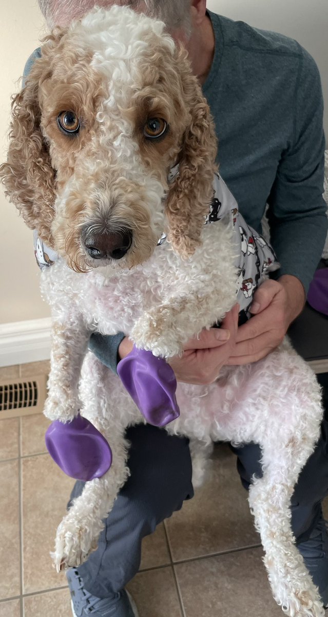 createurownart's tweet photo. Dad holds me..
Mum puts on the booties.
I sit still and let them..
I guess itโs worth the treat!๐คช๐คฃ๐
#tuesmotivations
#DogsOfX
#baconrules https://t.co/G6Gq2kEXQS