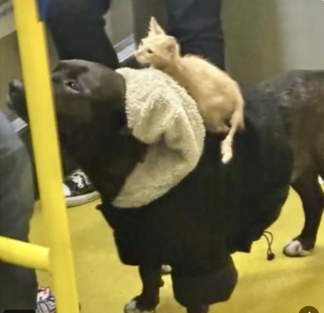 andreanimalidad's tweet photo. Sres @AnimalesBOG @TransMilenio según la información que nos envían, estos pequeños son explotados para mendicidad y forzados a permanecer así durante el día. Las fotografías fueron tomadas ayer en la estación de la calle 80. ¡Hay maltrato! Alcalde @CarlosFGalan está en mora de activar una estrategia contra este flagelo. Primero fueron los niños, ahora son los animales.