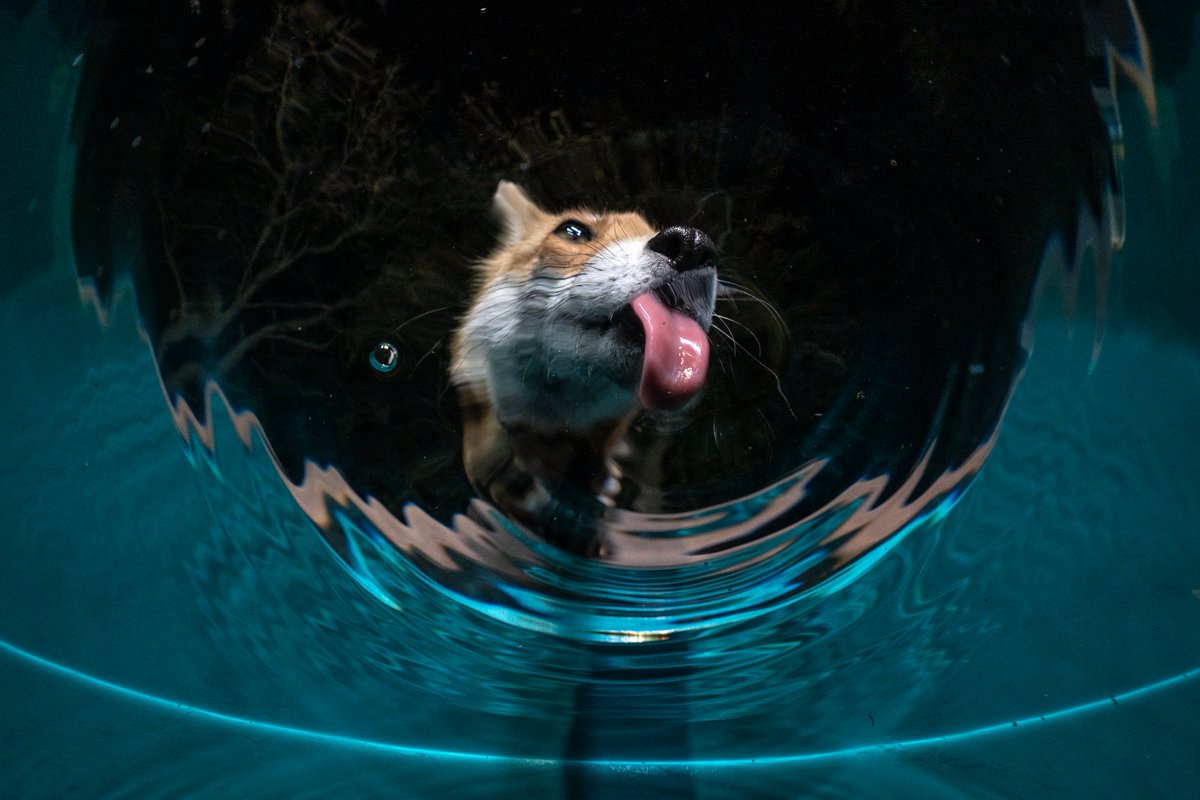 Captured via underwater camera, a Red fox drinks from a plunge pool in Hungary’s Vértes Park. In the absence of water in the nearby mountains, &amp; with puddles frozen over during winter, animals come to the pool regularly to drink. 📷 by ’24 People’s Choice Finalist Milan Radisics