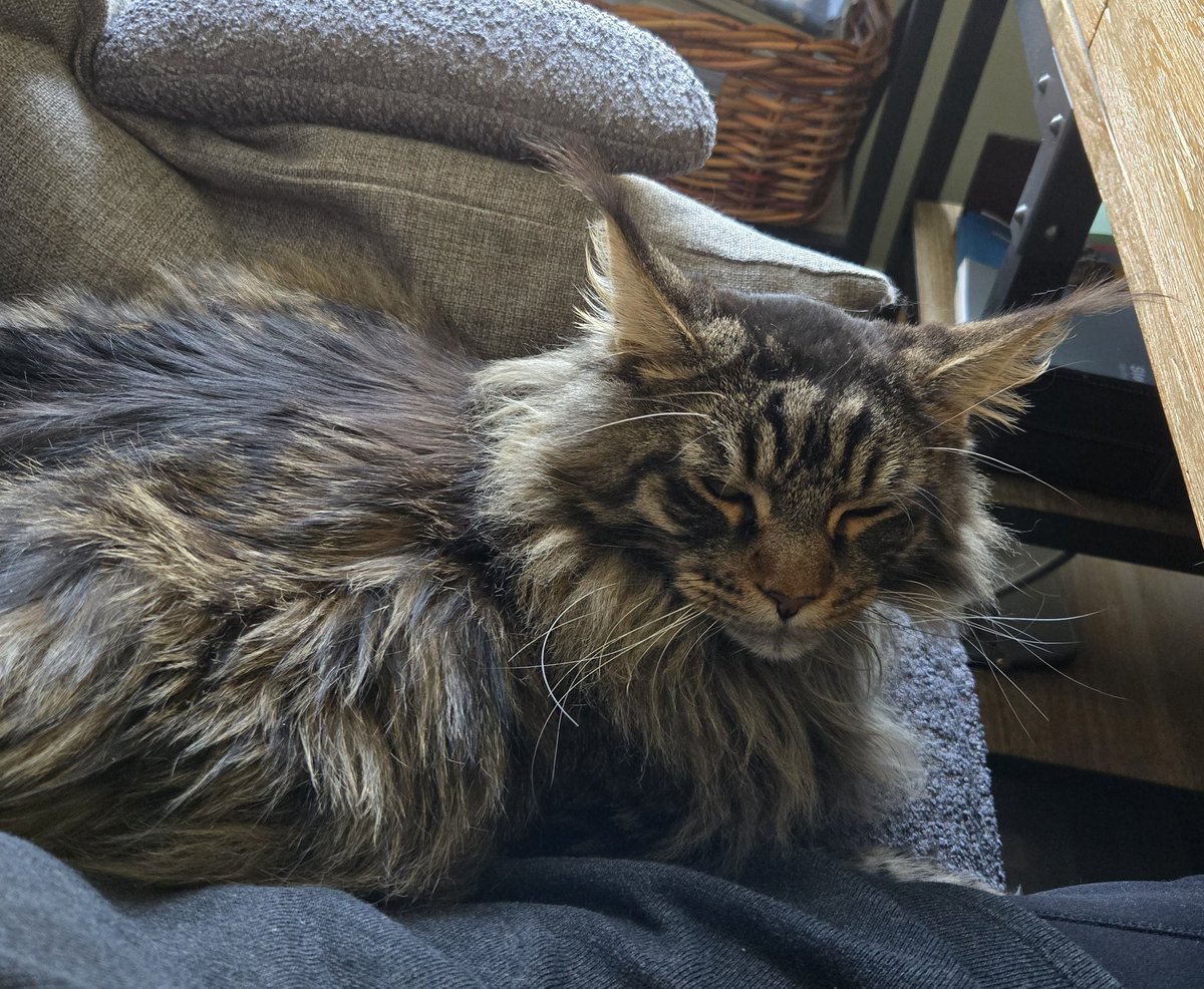 ds_whitaker's tweet photo. In a genius move, I purchased a 'crosslegged' extra wide office chair so my huge kitty can sit with me while I'm working. 
#CatsOfTwitter #writingcommunity #amwriting #mainecooncats #workingfromhome https://t.co/rAveNlA9Bj