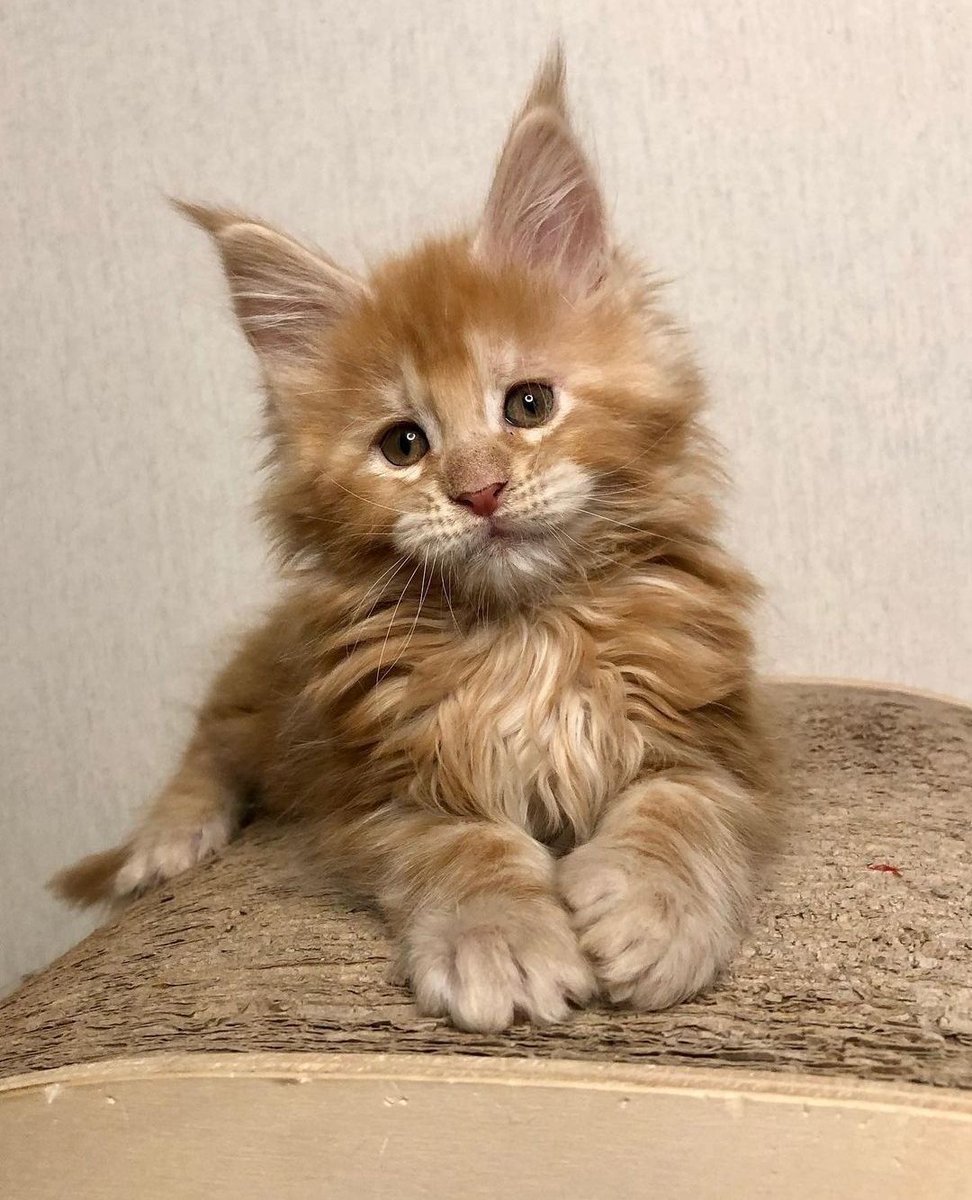 Homycat's tweet photo. C'est le 💥 BLACK FRIDAY 💥 chez Homycat !! Mais attention, c'est le dernier jour pour profiter de -15% sur les BEST SELLER !!! ❤️⁠
⁠⁠⁠
Retrouvez nos griffoirs et bien plus sur https://t.co/Sy00I5HyY1 ! 🛒 https://t.co/PH3FtFot6O