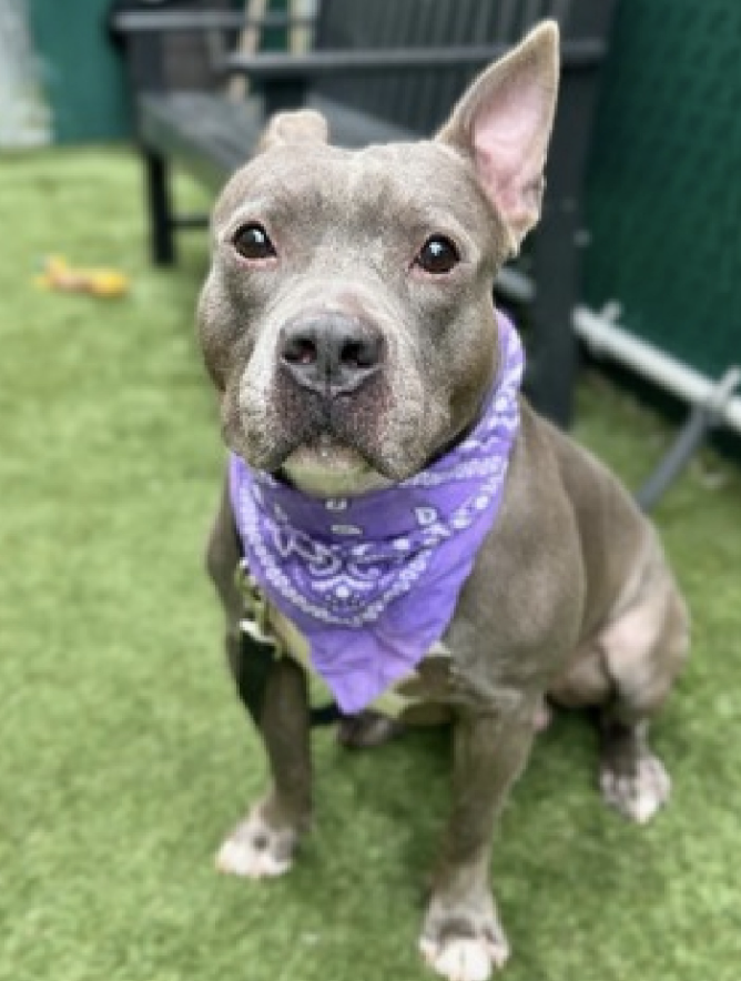 NMBewitched's tweet photo. Iron Titus😩
Kill Command #NYCACC
#FostersSaveLives
A volunteer & networker favorite
Yes, he pulls on his leash to do his business, then it is walks, sniff, smells & enjoying nature
Yes, he needs a home to decompress from shelter life
A quiet place to relax & trust again https://t.co/yc2iNi8zm5
