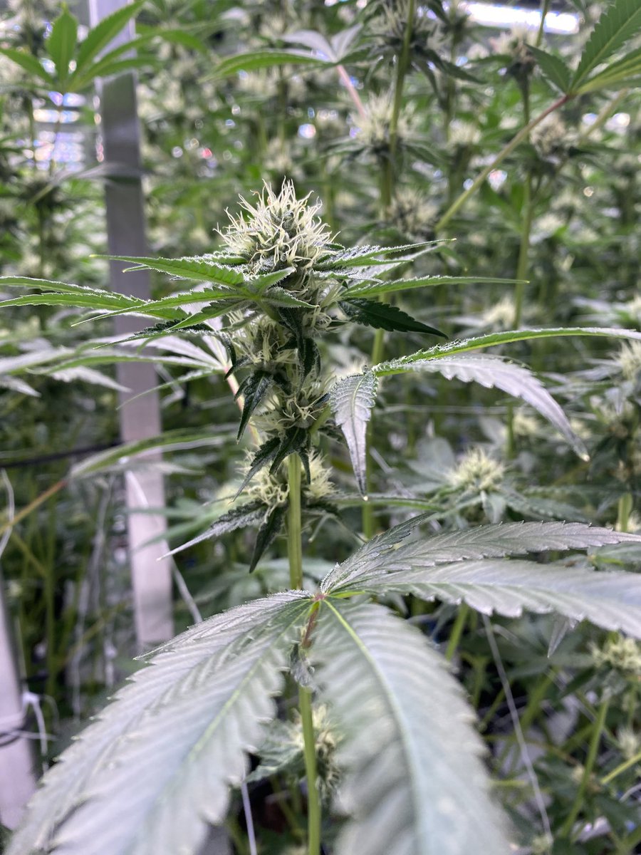 WhoGotTheGas's tweet photo. Pictures don’t do her Justice but went to the certified cultivators facility and the product looked wonderful 😍 #CannabisIndustry #tour #WeedLovers #CannabisCommunity #cannabisculture https://t.co/RwKZNyGdBI