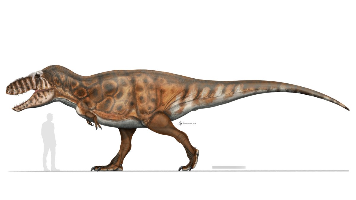 igoralves_07's tweet image. I have completed my depiction of the 'Fearsome Warrior Lizard', the giant Mongolian tyrannosaurid : Tarbosaurus baatar

More details/close-ups below👇👀

#paleoart #paleo #dinos #dinosaur #tarbosaurus #tyrannosaur #sciart #2d #digitalart