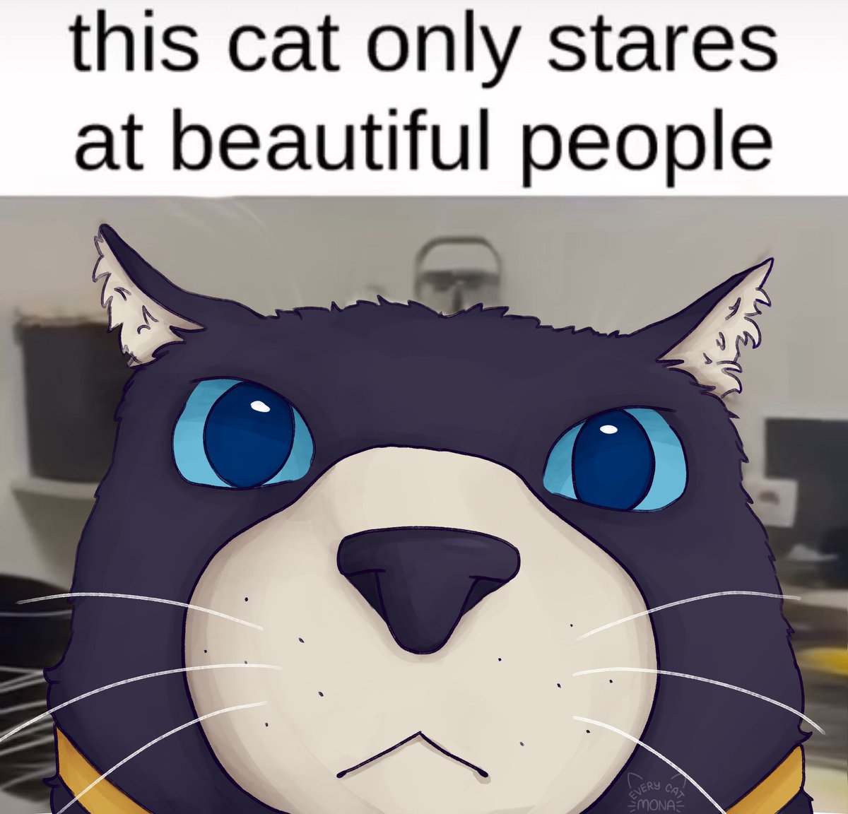 mona from persona (@everycatmona) on Twitter photo 