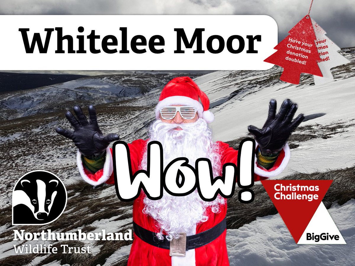 NorthWildlife's tweet photo. 🏆❤️Wow what an incredible start to the Big Give Christmas Challenge! ❤️🏆

We're almost half way to our target already, your donations being doubled by the @BigGive Christmas Challenge matched funding! 🚀

Thank you all so for donating to help support Whitelee Moor. 

🌳🍄🪱🐞🐦 https://t.co/iFtVgZlJuh