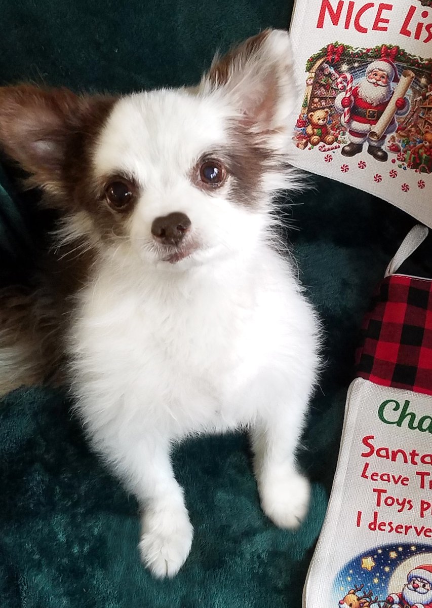 Yoo fink I look cute?!
Wait til yoo see da Christmas Stockings my Mama made!🎅
🎉Yoo can WIN one TODAY by rushing ova to my PINNED Tweetee (Top of my page)!🎉
🎄RETWEET🎄 please! Yoos Retweeteez iz so very impawtent to me &amp; Mama!
Fanks, pals! Wuv yoo!🥰🎅🎄❤️🐶
#dogsoftwitter