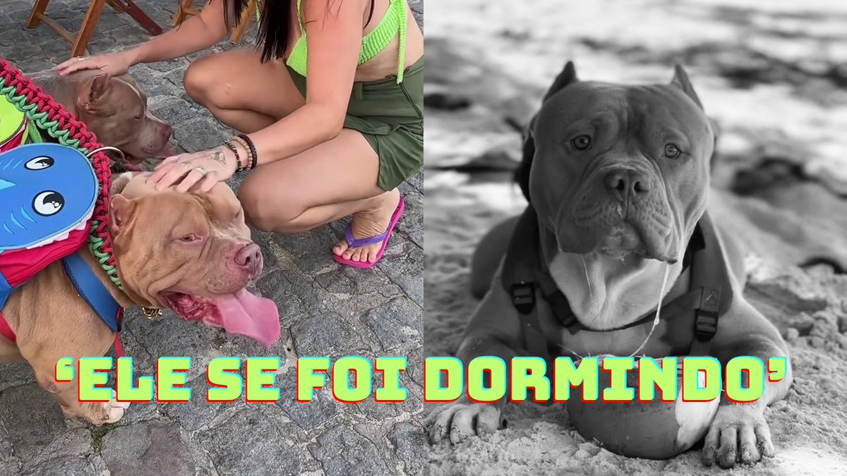 ZenildaFre73940's tweet photo. Morre o pitbull Ragnar, famoso na internet por ser dócil e carinho; relembre

ASSISTA: https://t.co/3BEnmaeSgb   

Branca de Neve south korea North Carolin Anitta maraisa Correios #TalentWon efeito lula Tarcísio https://t.co/re2kJMjPH2