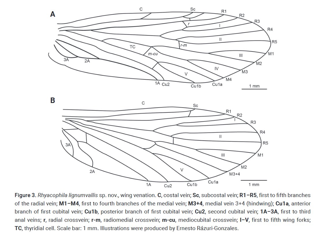 ZooKeys (@zookeys_journal) on Twitter photo The largest caddisfly genus in the world, Rhyacophila, just got richer by one new species!
📖 Read more here: doi.org/10.3897/zookey…
#caddisflies #genomics #taxonomy @JHeckenhauer <a href="/LOEWE_TBG/">LOEWE Centre Translational Biodiversity Genomics</a> The largest caddisfly genus in the world, Rhyacophila, just got richer by one new species!
📖 Read more here: doi.org/10.3897/zookey…
#caddisflies #genomics #taxonomy @JHeckenhauer <a href="/LOEWE_TBG/">LOEWE Centre Translational Biodiversity Genomics</a>