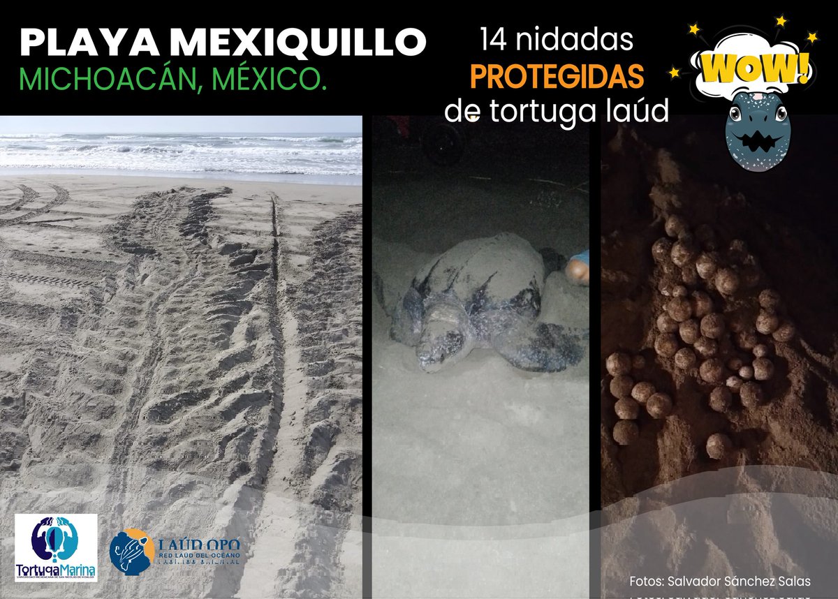 📣 ¡Buenas noticias! 

🏝️ Desde playa Mexiquillo en Michoacán, México; los habitantes de la comunidad El Salado han logrado proteger 14 nidadas de tortuga laúd en lo que va de la temporada 2024-20025. 

Fotos cortesía de Salvador Sánchez Salas
.
#unidosporlalaúd #redlaúdopo