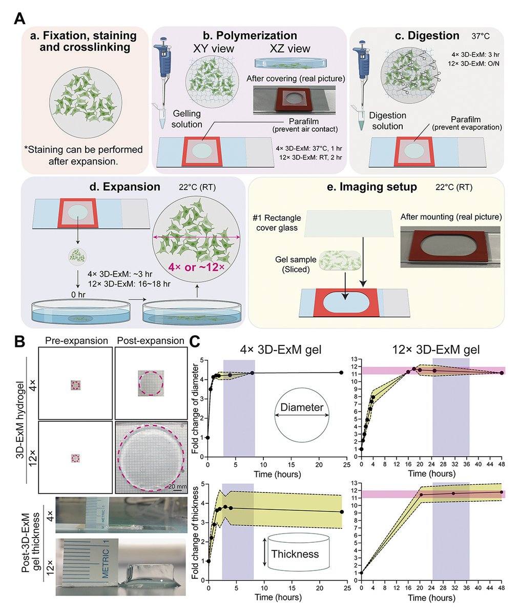 Journal of Cell Biology (@jcellbiol) on Twitter photo .<a href="/RoshanNorman/">Roshan Norman</a>, Yu-Chia Chen, <a href="/meburkard/">Mark Burkard</a>, <a href="/AussieSuzuki/">Aussie Suzuki</a> et al. <a href="/UWMadison/">UW–Madison</a> optimize the 4× and 12× 3D-ExM methods for super-resolution expansion #microscopy, offering a one-step expansion process without the need for specialized equipment or conditions. hubs.la/Q02-9mRX0 .<a href="/RoshanNorman/">Roshan Norman</a>, Yu-Chia Chen, <a href="/meburkard/">Mark Burkard</a>, <a href="/AussieSuzuki/">Aussie Suzuki</a> et al. <a href="/UWMadison/">UW–Madison</a> optimize the 4× and 12× 3D-ExM methods for super-resolution expansion #microscopy, offering a one-step expansion process without the need for specialized equipment or conditions. hubs.la/Q02-9mRX0
