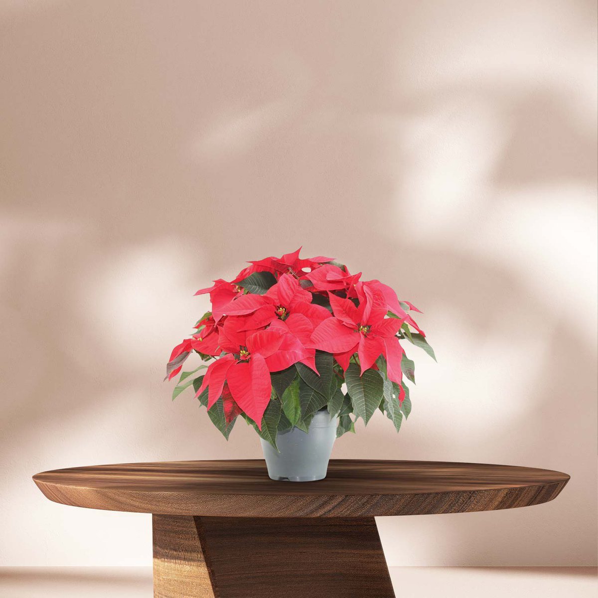 yourplantsnl's tweet photo. Met zijn dieprode bladeren en groene accenten is deze Kerstster een echte must-have voor de feestdagen. Hij brengt direct warmte en gezelligheid in elke kamer, bij de kerstboom, of als cadeau aan een dierbare.

https://t.co/mMlenr9l2O https://t.co/NISi1NsRgz