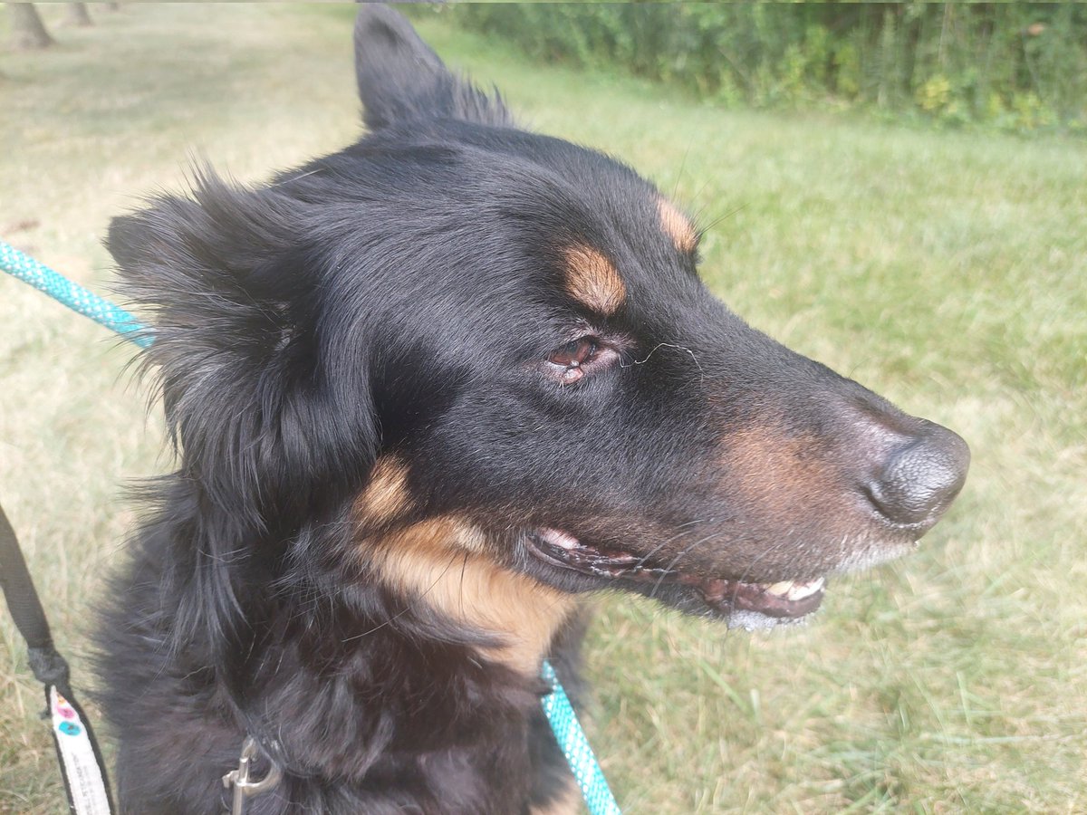 Sorry to ask during this time of year, but had a surprise expense come up for my pal Johan, &amp; need assistance to cover his surgery. To cut the story short, he's developing cysts around his eyes, &amp; he hasn't realized they're not something to scratch off. 😭