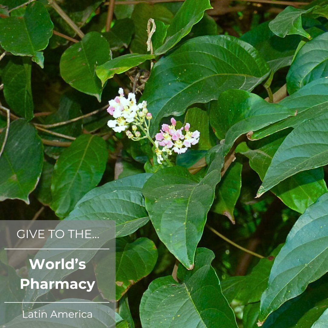 Conservation Biology Institute tweet media