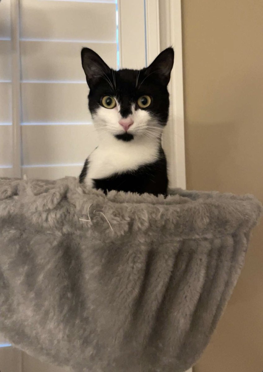 ClayStafford's tweet photo. Typical Luna popping up out of nowhere! 

 #Cat #CuteCats #FunnyCats #PlayfulCat #KittySnap #AdoptDontShop #DailyPaws #BestMeow https://t.co/MtudUaNFaa