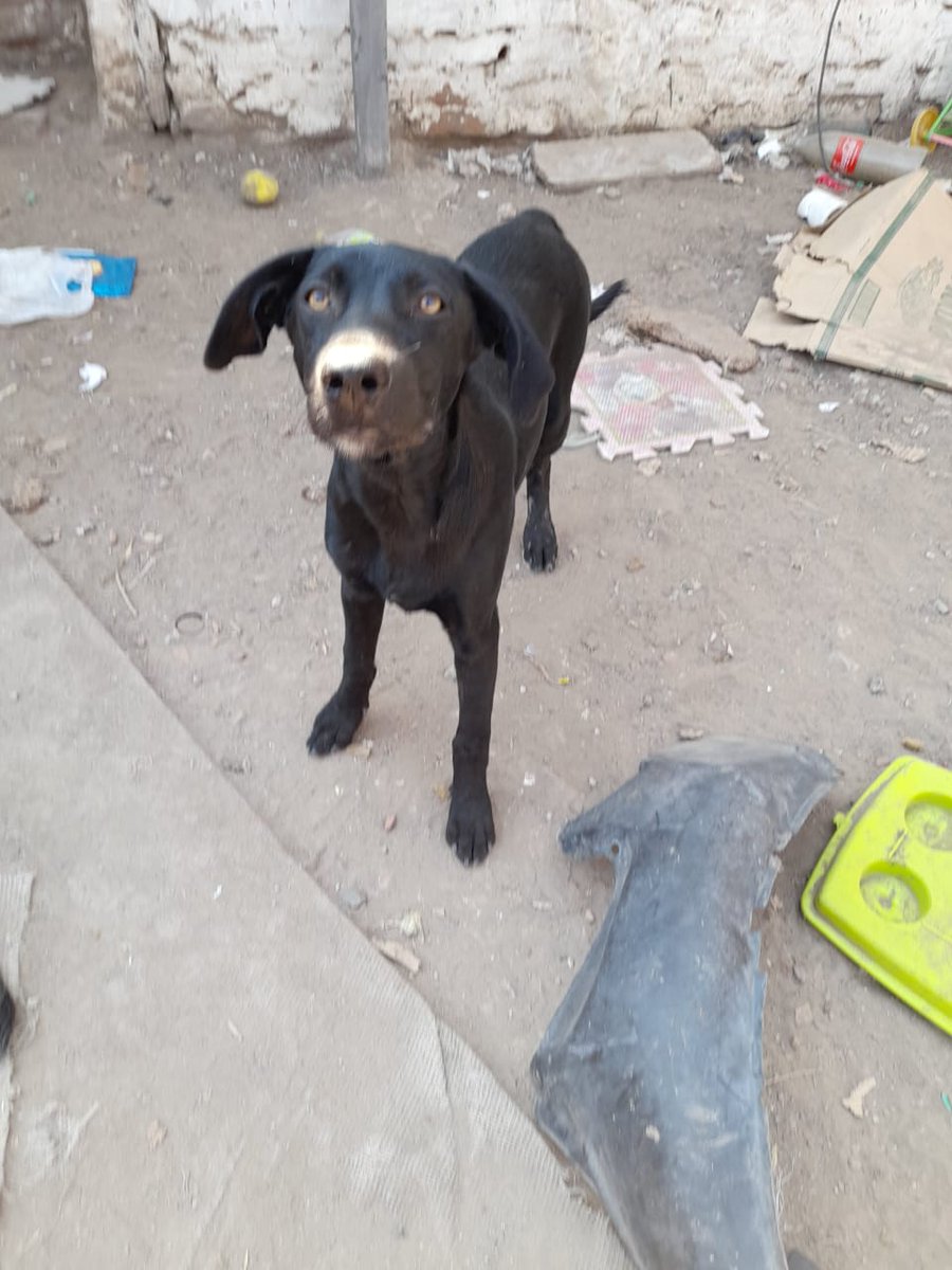patitas_budgeok's tweet photo. Faltan $280 mil pesos para comprar 10 bolsas de alimentos 
No queremos dejar de rescatar pero sin alimentos no se puede seguir adelante 
Rescatamos animales todo el tiempo y alimentamos de la calle!
Te sumas ayudarnos..
Alias patitasbudge 
Magdalena caceres https://t.co/32Xs8BRyOo
