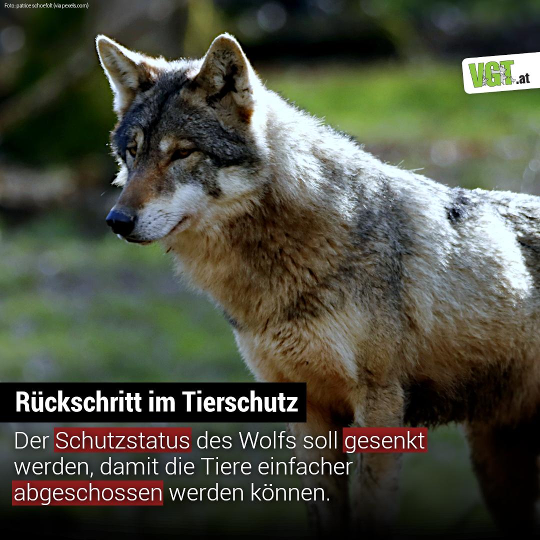 WOLF im Fadenkreuz der EU-Politik 😢 Der Europarat stimmt für Senkung des Schutzstatus des Wolfes. 💔🐺 Mit einer Zweidrittelmehrheit stimmten die Unterzeichnerstaaten dieser Konvention dafür, den Schutzstatus des Wolfes von „streng geschützt“ auf „geschützt“ zu senken. 😢 #wolf
