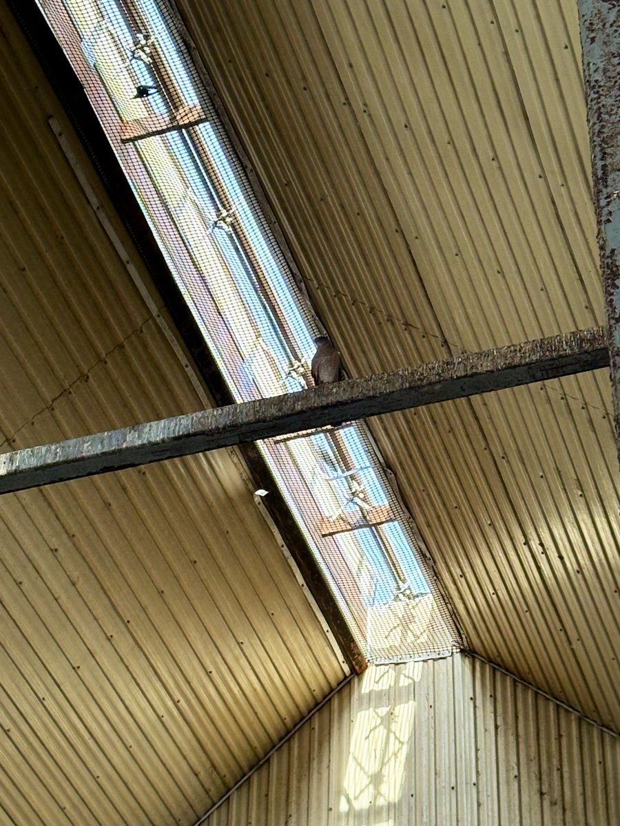 Only room for 1 bird in the barn now!