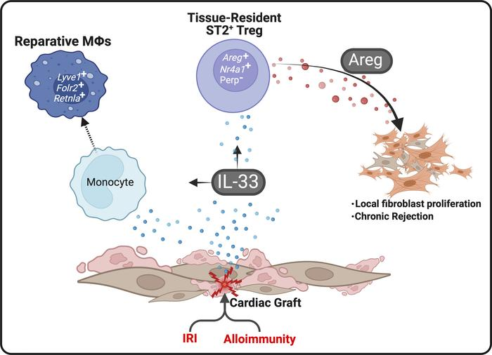 LabWaggoner's tweet photo. Dysregulated Treg repair responses lead to chronic rejection after heart transplantation
@jclinicalinvest @KAD__MD @j_warunek @Turnquist_Lab
https://t.co/i1IHRb791M https://t.co/u3NLI0Ky2y