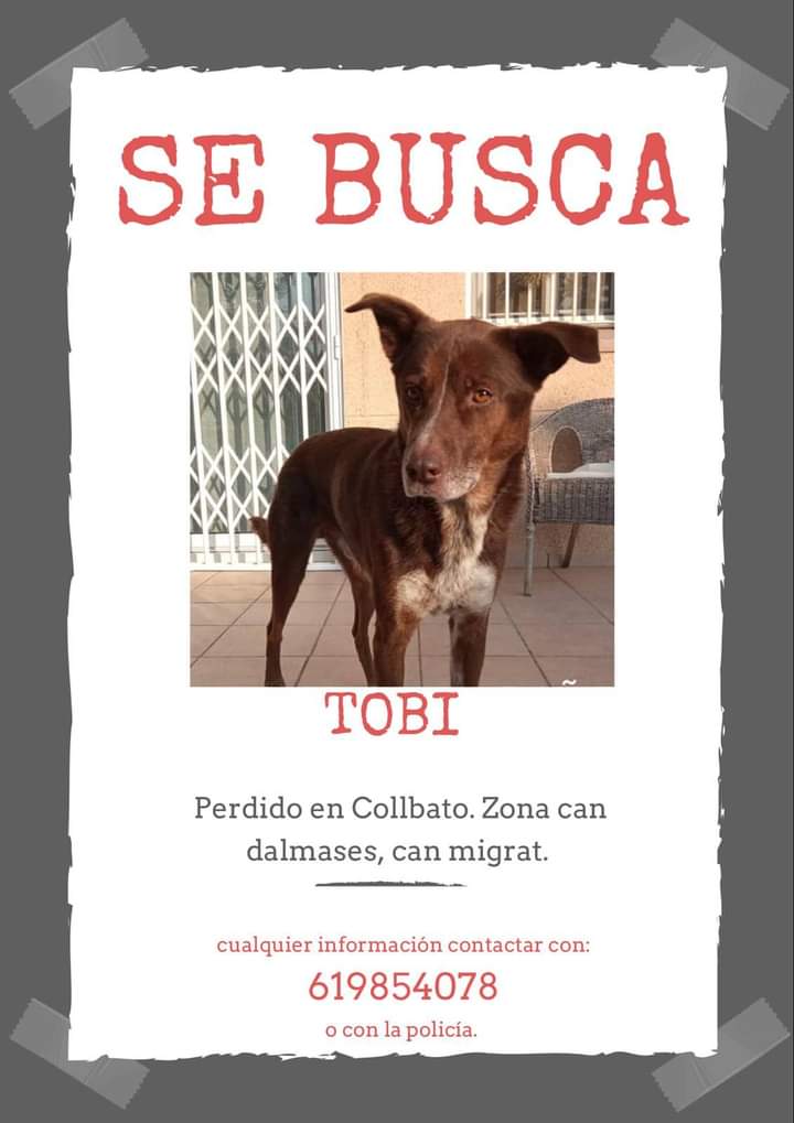 areagossosbdn's tweet image. 🆘🆘 ¡¡ATENCIÓN!! 🆘🆘
TOBI se ha perdido en #Collbató #Barcelona en la zona de Can Dalmases, Can Migrat.
Cualquier información contactar con la policía local o al 📞619 854 078
Máxima difusión 🙏
#XarxaBarcelonaPerduts
#FemXarxa #perroperdido #gosperdut 
📣📣📣