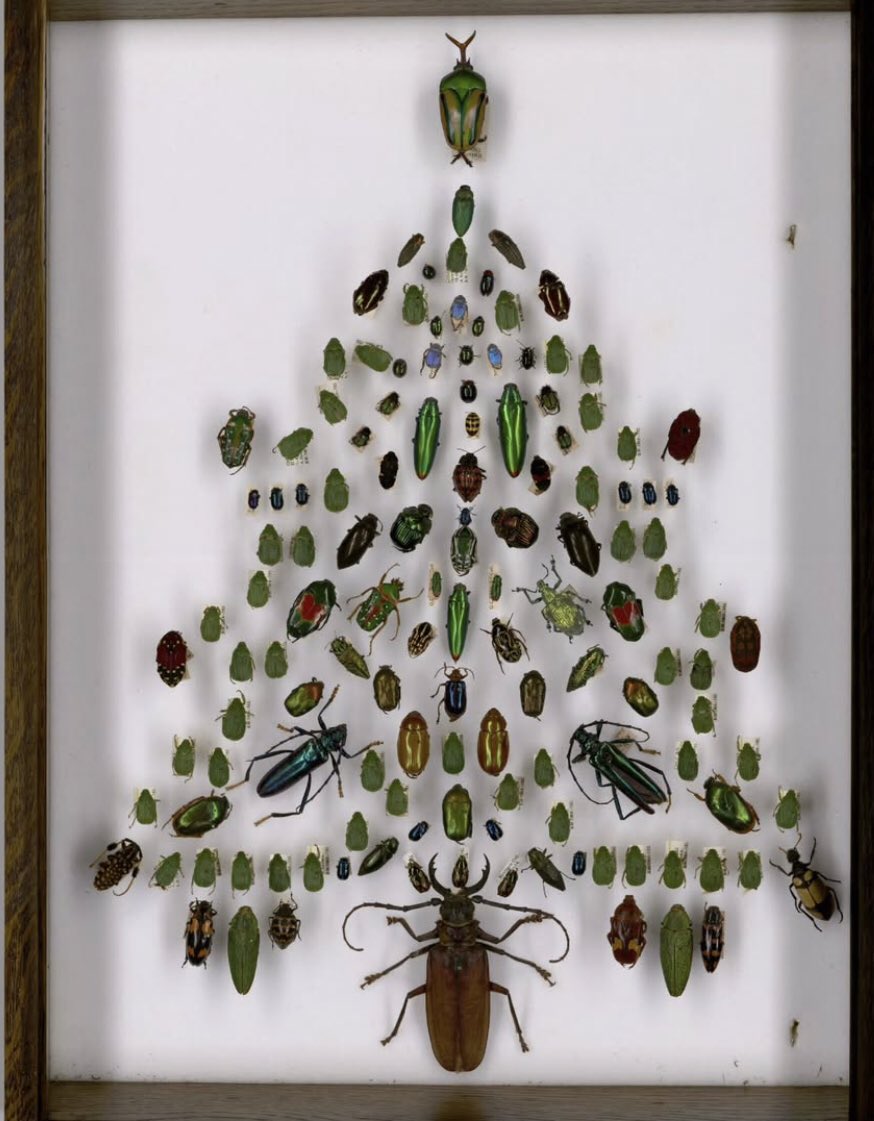 As part of #NHMUnlocked the team have been taking whole drawer imaging of the beetle collection including this unique Christmas tree drawer #festivespecimens #12DaysOfChristmas