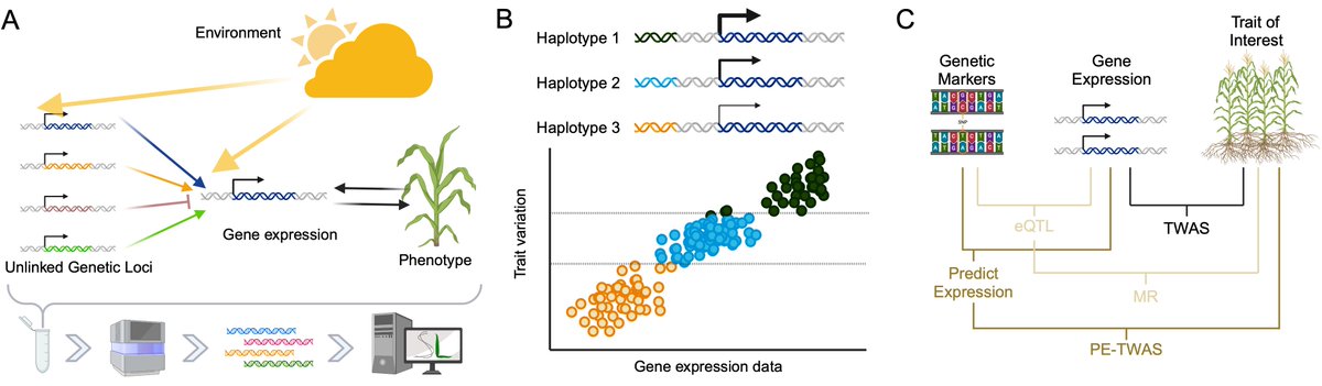 Transcriptome wide association studies in plants can address some of the biggest limitations of GWAS, particularly identifying specific candidate genes. New review lead by <a href="/vla_torres/">Vladimir Torres, PhD</a> with input from <a href="/DelinBio/">Delin Li</a> (1/2)