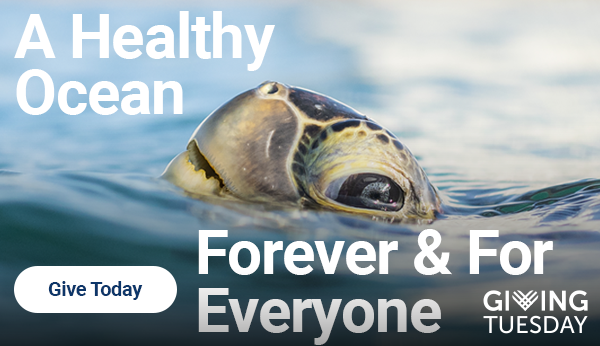 With your support this #GivingTuesday, our ocean can:

🪸 Provide abundant habitats for marine life

🌎 Enable global communities to flourish on a thriving blue planet

🌟 Foster wonder, exploration and inspiration for generations

JOIN THE MOVEMENT: bit.ly/3B0Sb8O