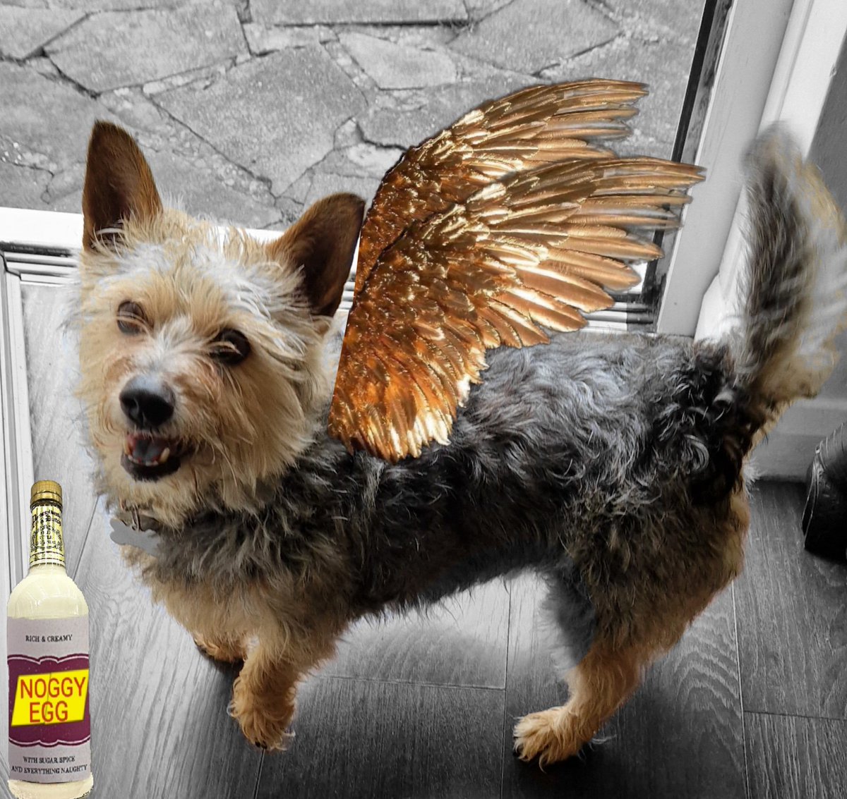 JACK BovverBoy 🐕 tweet media