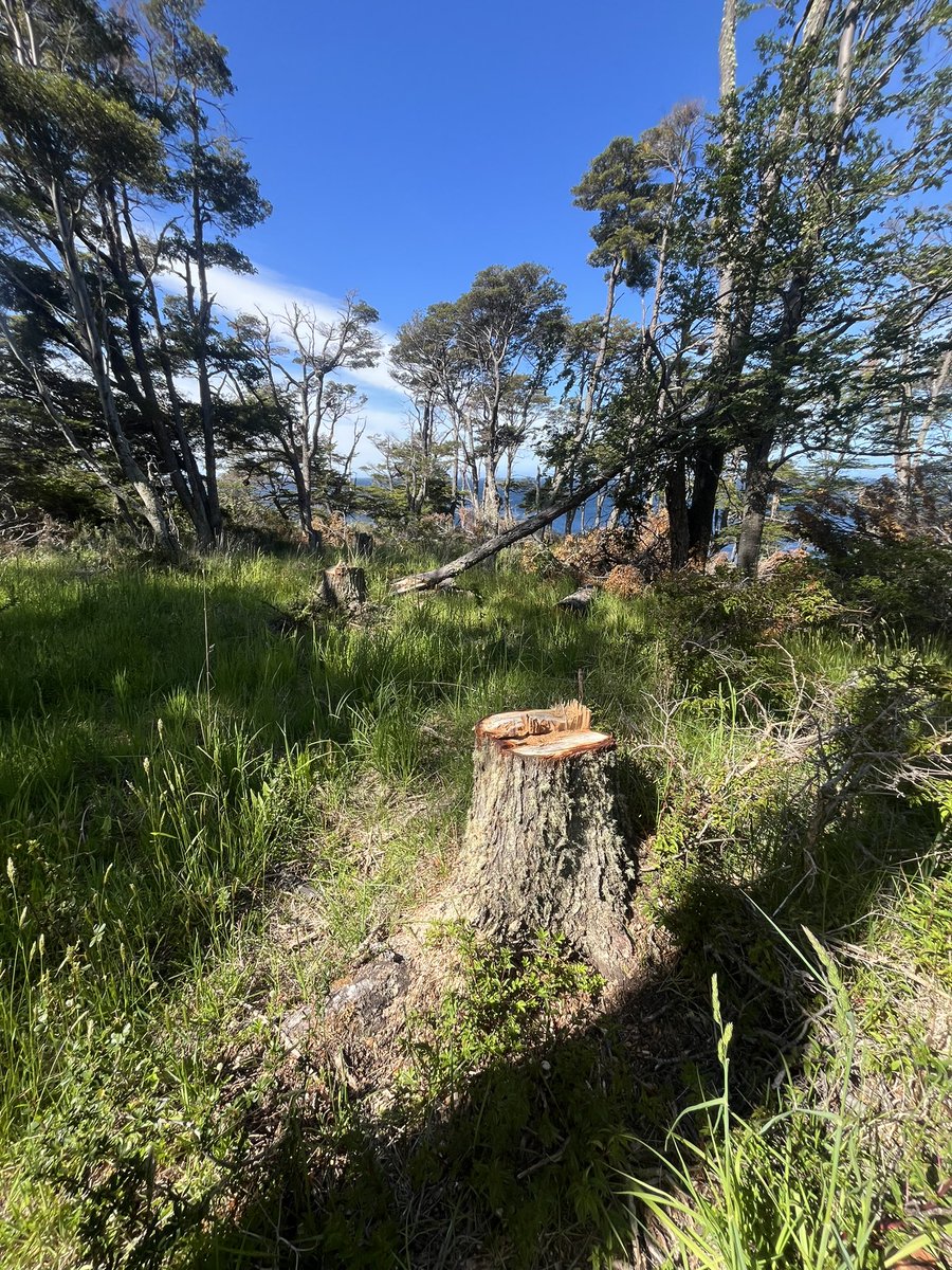 Claudia Andrade tweet media