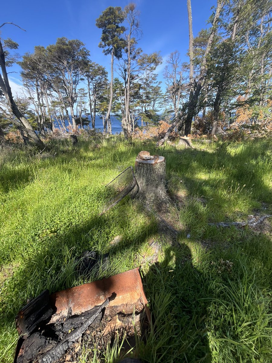Que lamentable. Comparto estas imágenes de tala ilegal en #Magallanes en sector de Bahía Mansa, punta carrera #PuntaArenas