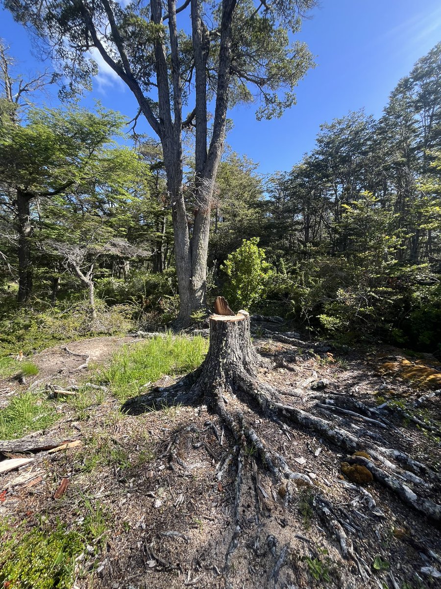 Claudia Andrade tweet media