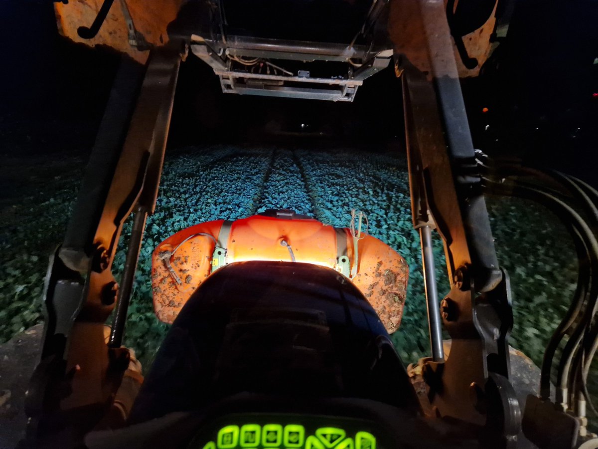 Kerb dans les colzas.