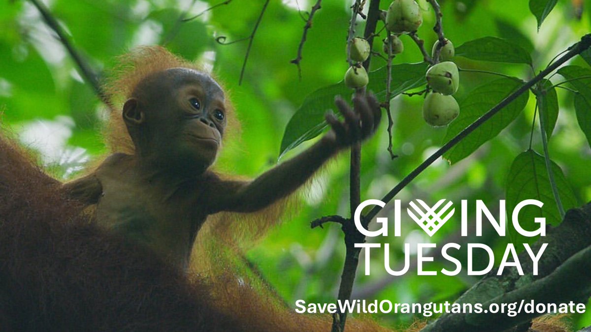 Gunung Palung Orangutan Conservation Program tweet media