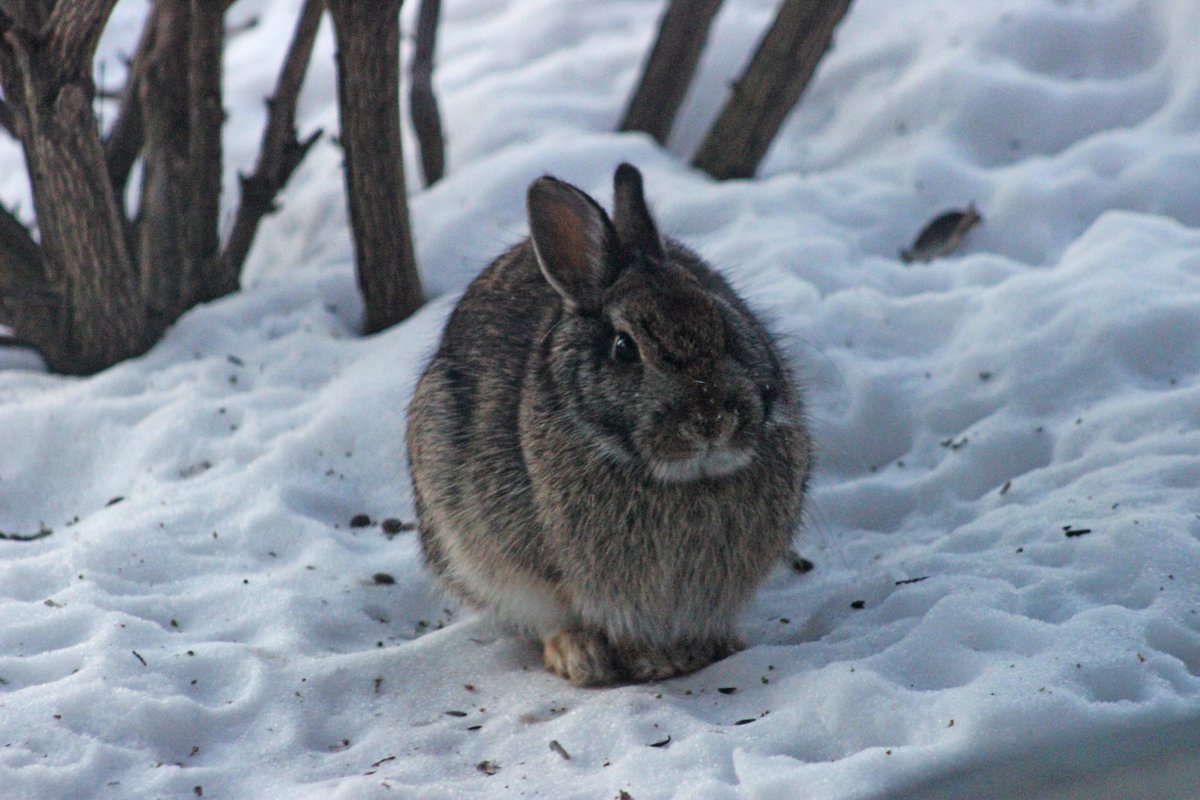 Snow bunny.

How do cottontail rabbits handle cold temperatures? These adaptable mammals are active year-round &amp; do not hibernate. Instead, they grow thicker coats &amp; seek additional shelter in shrubs, brush piles, or other sheltered areas.

📸Courtney Celley/USFWS