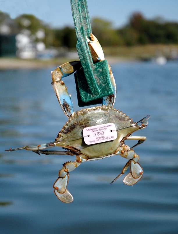 SERC Marine Invasions Research Lab tweet media