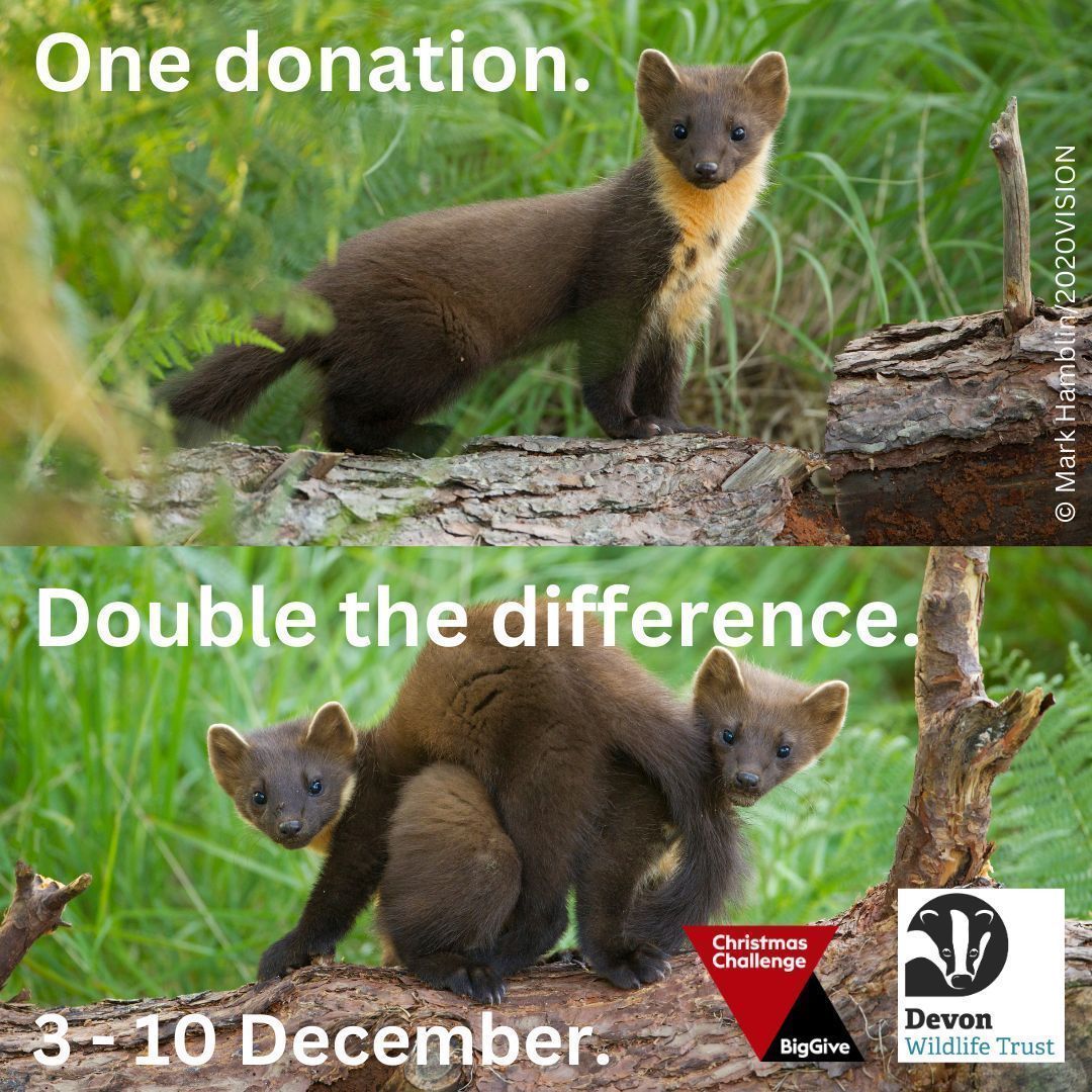 📢 ONE DONATION, DOUBLE THE DIFFERENCE! 📢 From today, the #BigGive is DOUBLING all online donations to our Christmas Challenge; raising £50k to reintroduce Pine Martens to South West England 🐾 💚 

Find out how every pound helps! 👉  buff.ly/3VgZ9xA 

<a href="/BigGive/">Big Give</a>